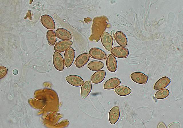 Galerina spec.  Cod.: 1915-07